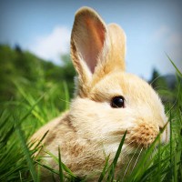 /album/el-blog-de-andrew/photolia-a03-jpg/